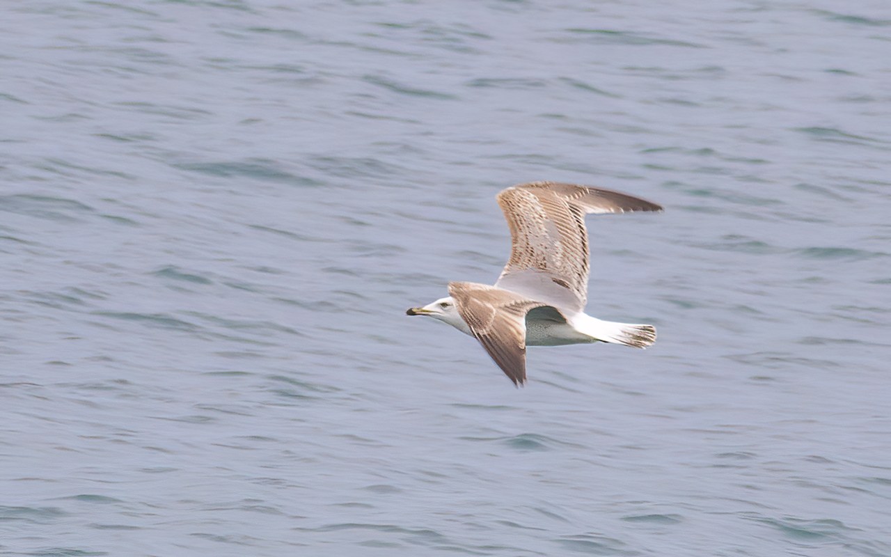 Yellow-legged Gull